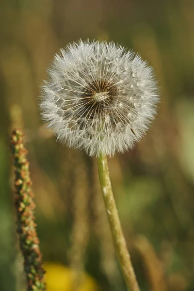 Dandelion in the meadow — Stock Photo, Image