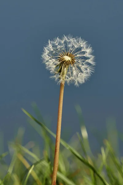 Dandelion in the meadow — Stock Photo, Image