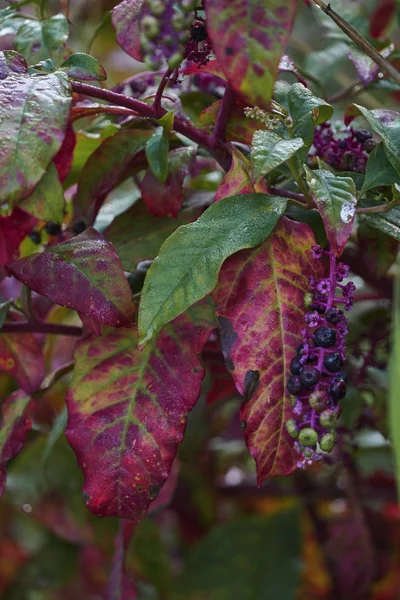 Phytolacca floweror arborea turecké hrozny — Stock fotografie