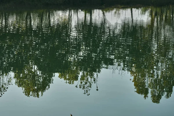 Відображення дерева на воді — стокове фото