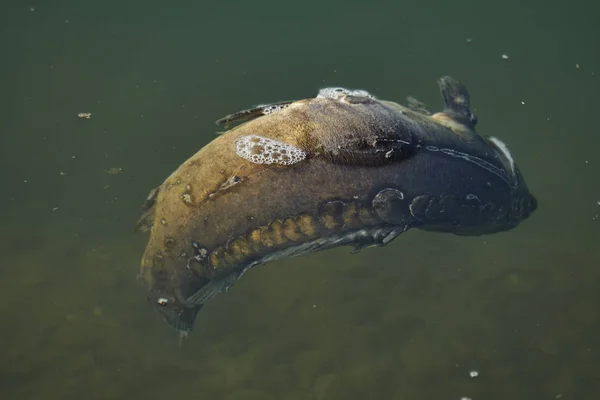 Dead carp on pond — Stock Photo, Image