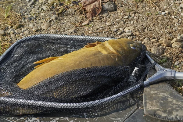 鯉湖で釣り — ストック写真