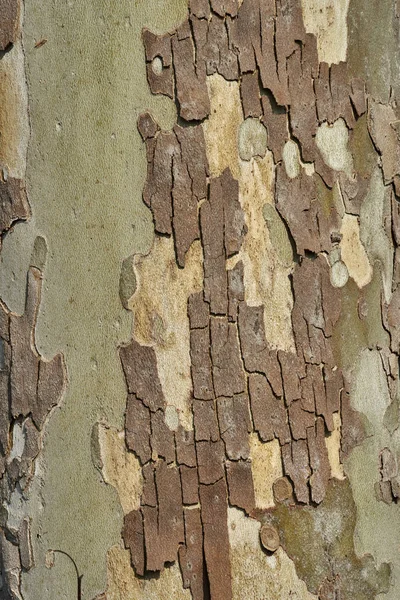 Corteccia albero come sfondo — Foto Stock