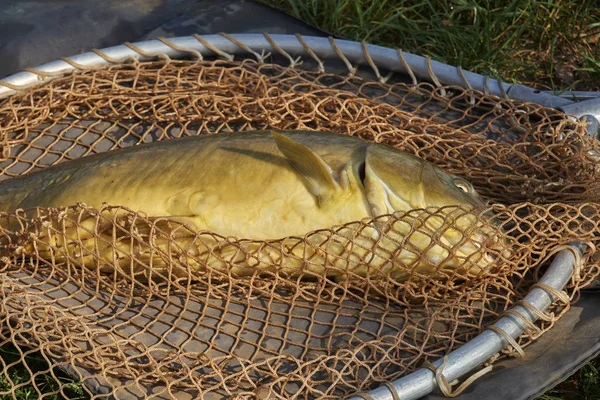 Pesca de carpas en el lago —  Fotos de Stock