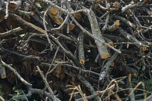 Kış için odun yığını