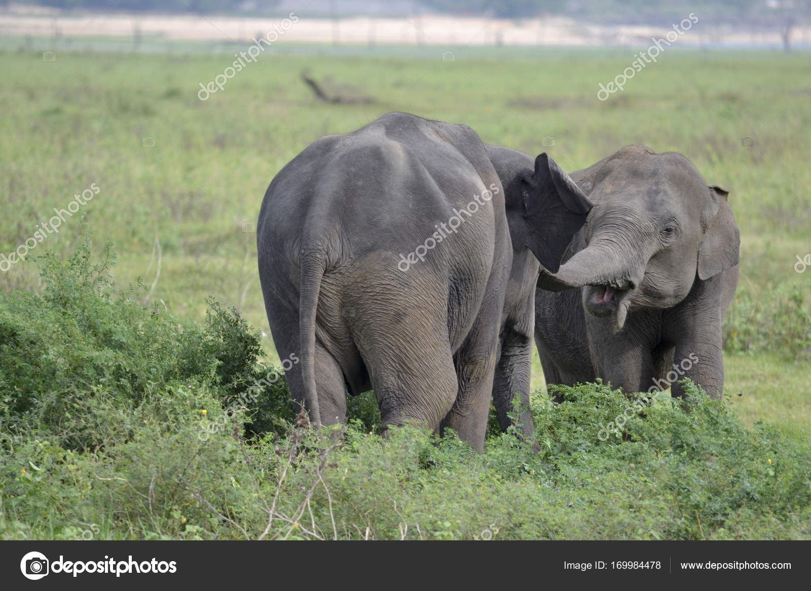 Elefant Spiele Elefant Spiele