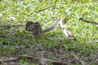 Sincap Tamias striatus