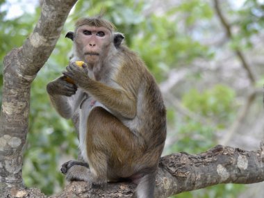 maymun ağacı üzerinde