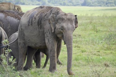 Savannah grup filler