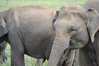 Savannah grup filler