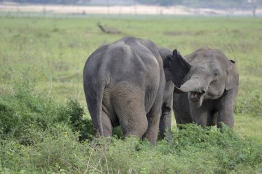 çayır üzerinde oynarken fil