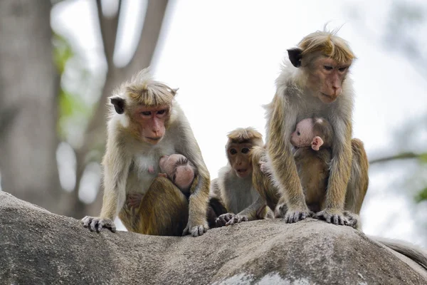 Opice s dítětem — Stock fotografie
