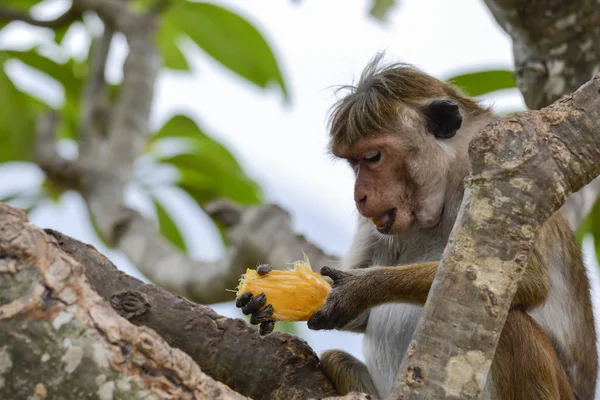 Mono en el árbol —  Fotos de Stock