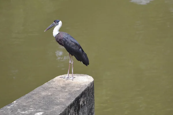 Uccello sul lago — Foto Stock