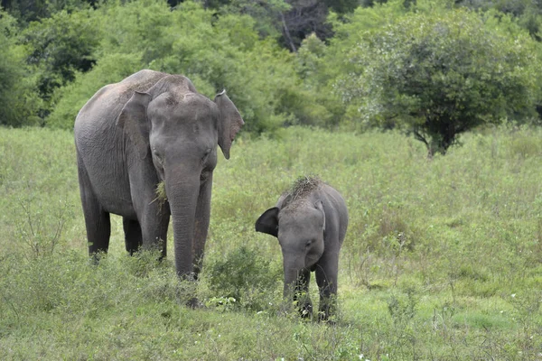 Elefant mit ihrem Baby — Stockfoto