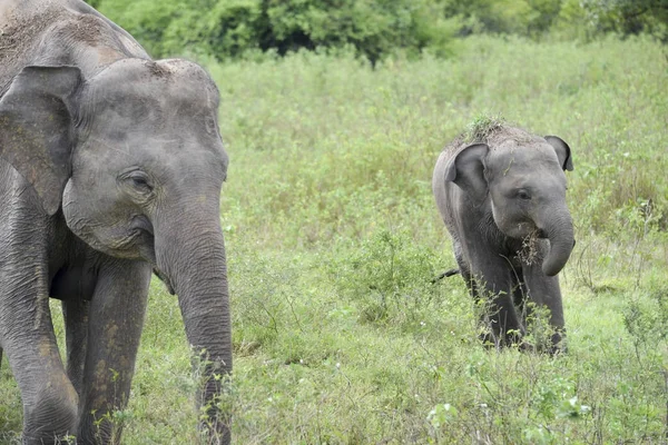 Elefant mit Baby — Stockfoto
