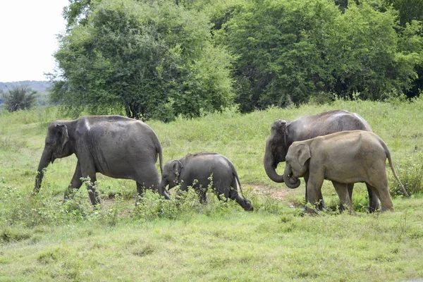 Elefantengruppe in der Savanne — Stockfoto