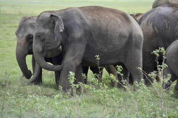 Elefantengruppe in der Savanne — Stockfoto