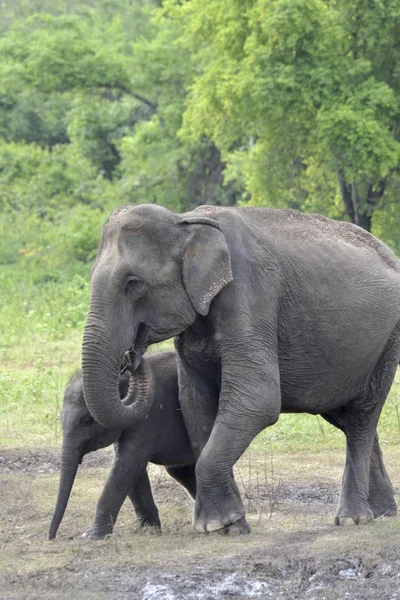 Elefant spielt auf Wiese — Stockfoto
