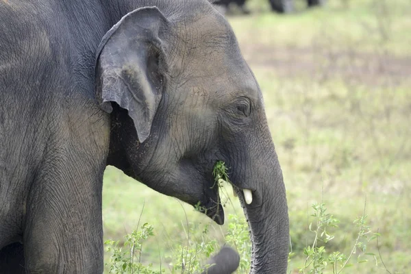 Elefant im Dschungel — Stockfoto