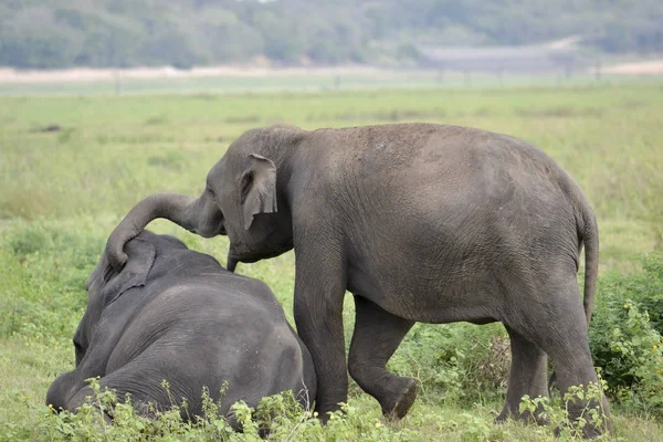 Éléphant jouant sur prairie — Photo