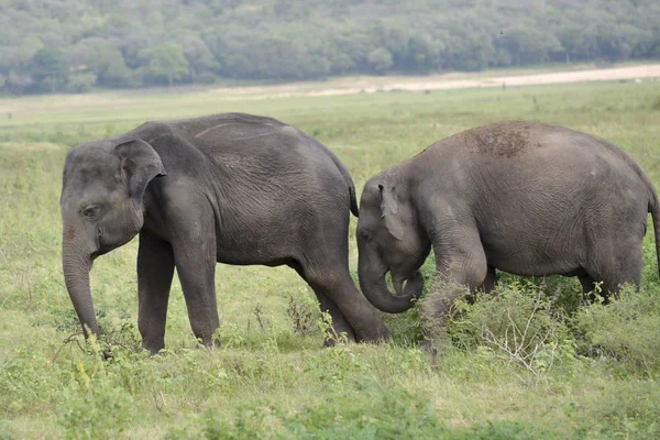 Elefantengruppe in der Savanne — Stockfoto