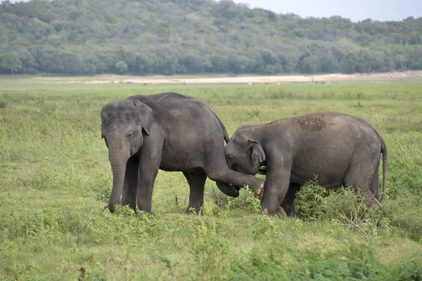 Groupe d'éléphants dans la savane — Photo