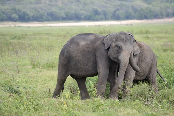 Éléphant jouant sur prairie — Photo