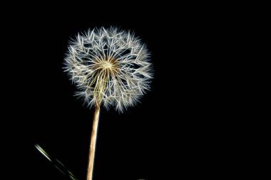 Çayırdaki karahindiba