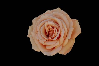 Gül bahçesinde çiçek