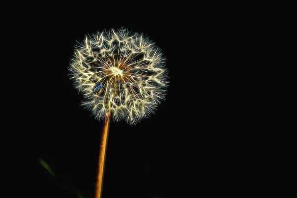 Diente de león en el prado — Foto de Stock