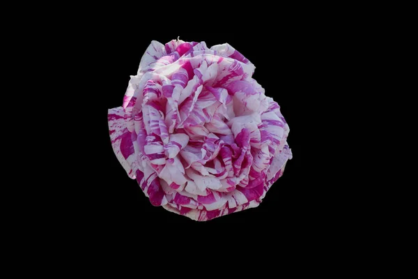 Rosa en flor en el jardín —  Fotos de Stock