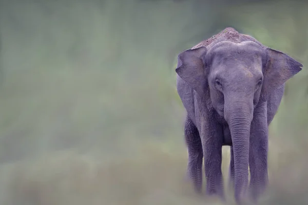 Elefante na selva — Fotografia de Stock