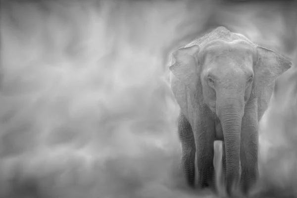 Elefante na selva — Fotografia de Stock