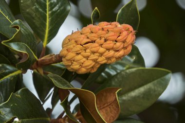 Manolya çiçek tohumu