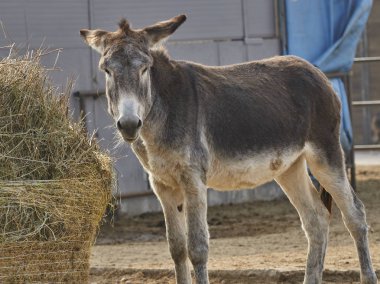 Çiftlikteki eşek.