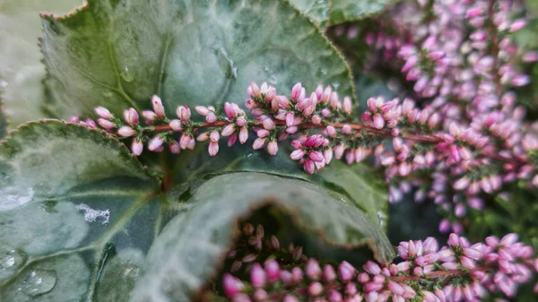 Flower  in the garden — Stock Photo, Image