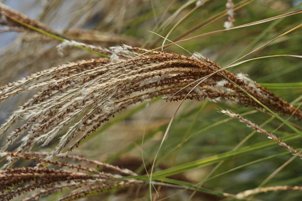 Decoratief blad in de tuin — Stockfoto