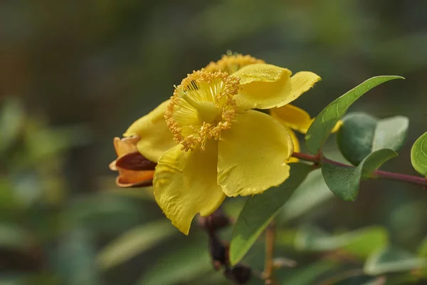 Flor en el jardín — Foto de Stock