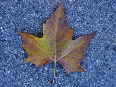 sonbahar yaprak arka plan