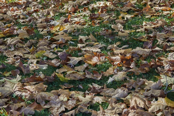 Foglia autunnale sul prato — Foto Stock