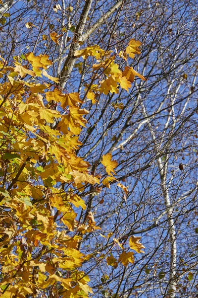 Folha de outono na árvore — Fotografia de Stock
