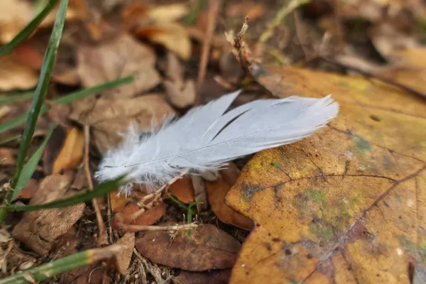 White feather on meadow — Stock Photo, Image