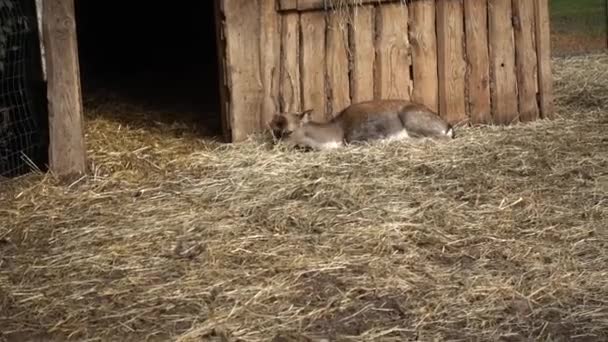 Pâturage des cerfs dans la montagne — Video