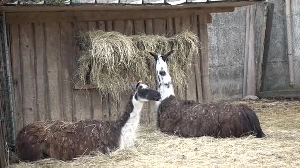 Lama in de boerderij — Stockvideo