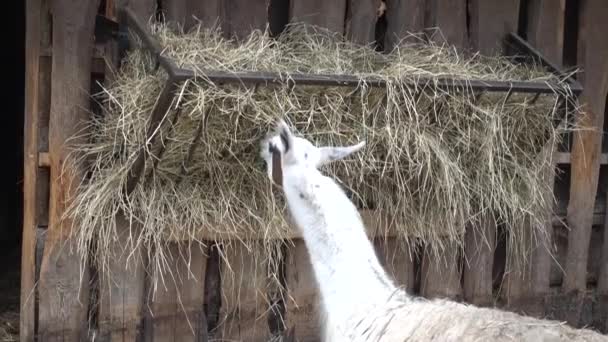 Llama in the farm — Stock Video