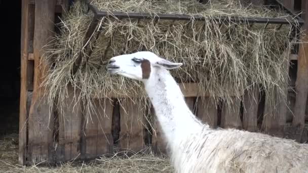 Лама на ферме — стоковое видео