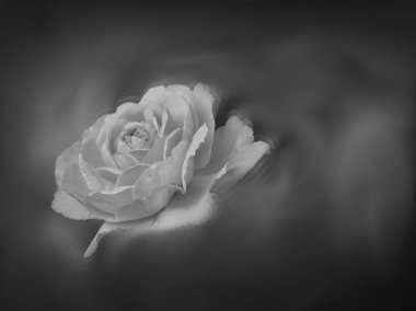   Gül bahçesinde çiçek