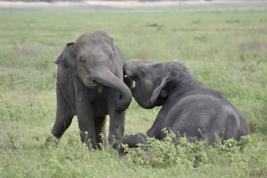 çayır üzerinde oynarken fil