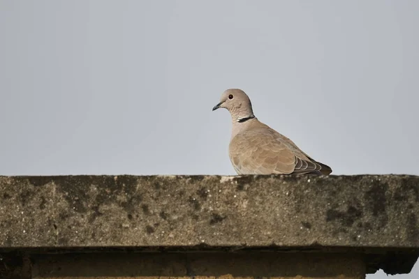 屋顶上的斑鸠 — 图库照片